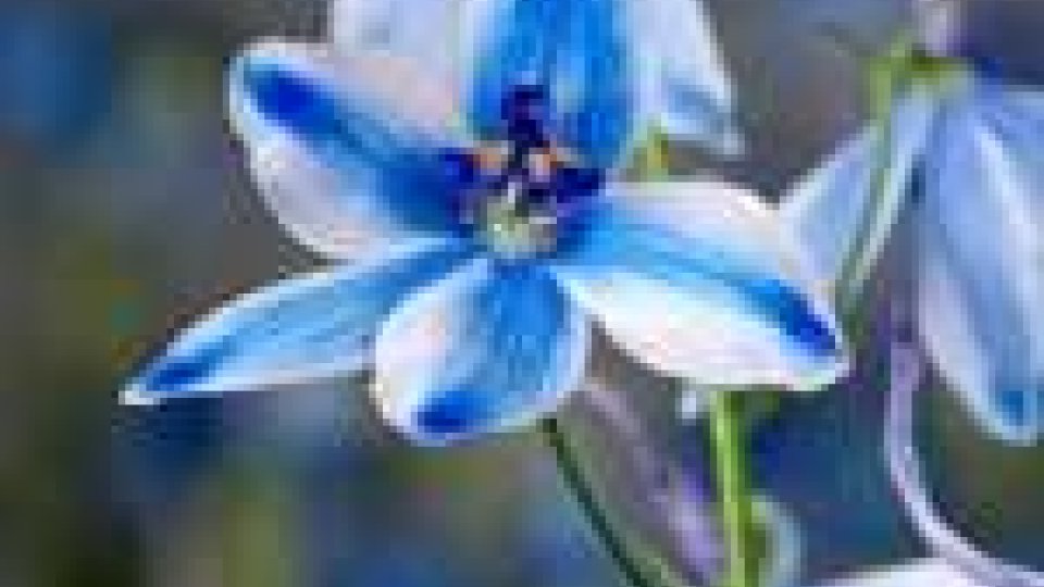 San Marino - Un fiore biancoazzurro per celebrare i 1710 anni della Repubblica più antica del mondo
