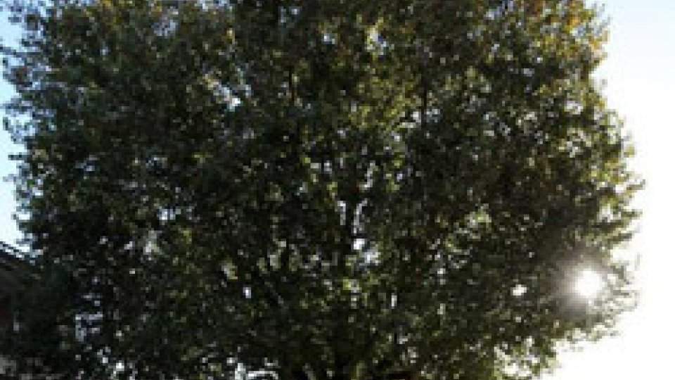 Il platano di piazza Malatesta: un albero da tutelare attraverso la sua monumentalizzazione
