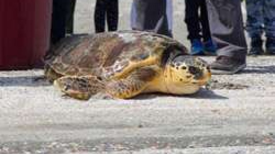 Fondazione Cetacea: rilascio di una tartaruga