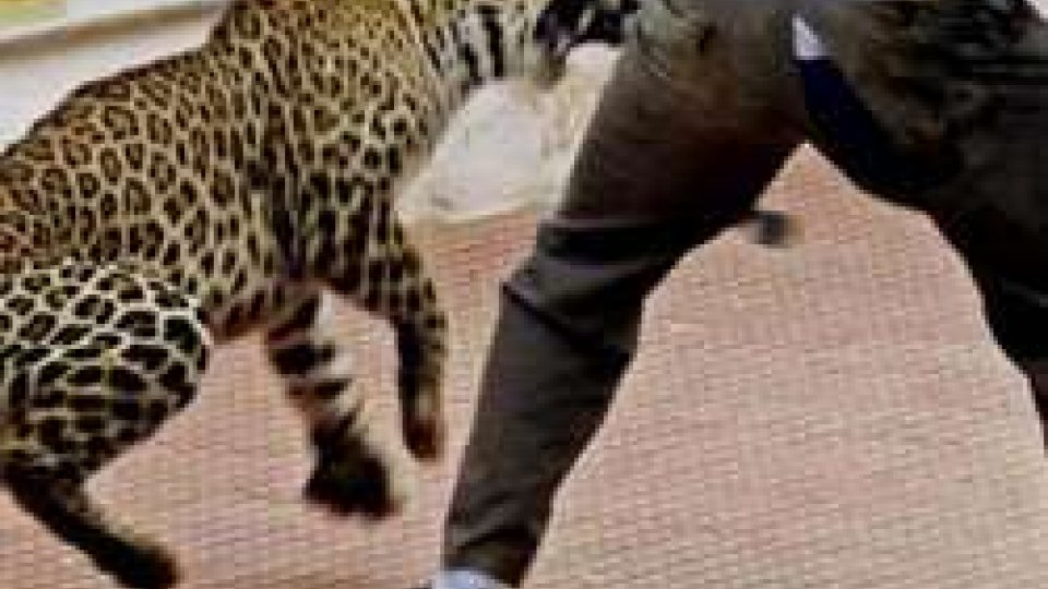 Un attacco dei leopardi