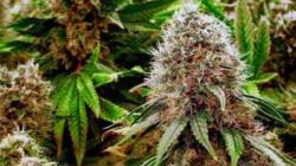 San Patrignano: “Fortemente contrari alla legalizzazione della cannabis”