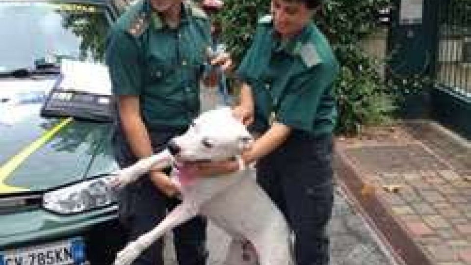 Dogo Argentino lasciato solo, senza acqua cibo e riparo: salvato dai vicini ora si trova al canile