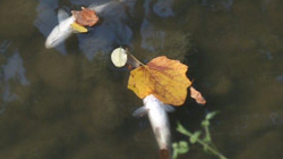 Moria di pesci nel torrente AusaMoria di pesci nel torrente Ausa, le fognature rendono l'acqua invivibile