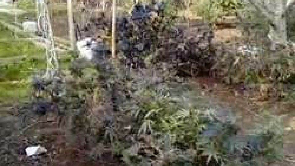 Vasta piantagione di marijuana sul colle di Covignano, nei guai due riminesiVasta piantagione di marijuana sul colle di Covignano, nei guai due riminesi