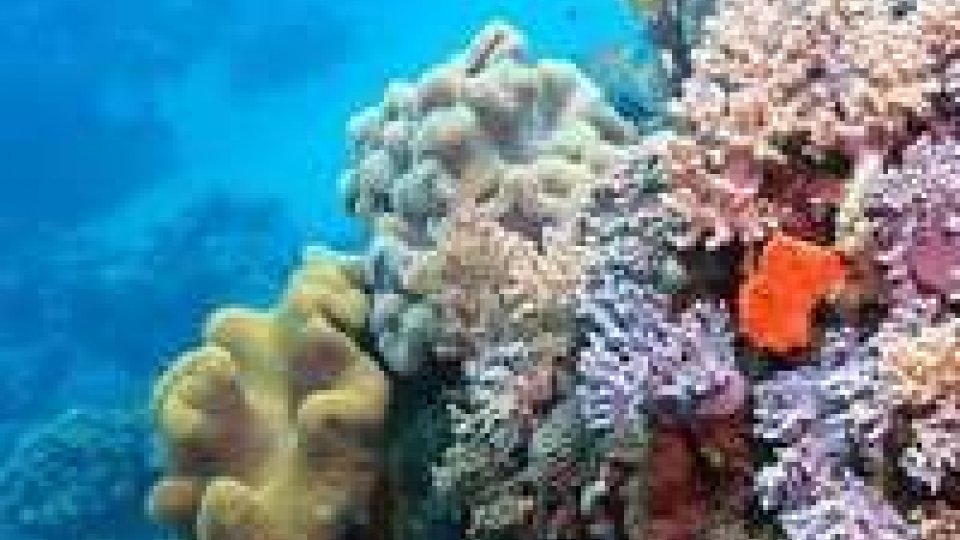 Australia: bombe Usa su barriera corallina, ora il recupero