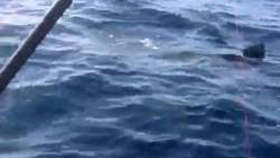 Le immagini da YouTubeEccezionale avvistamento al largo di Rimini: squalo bianco di almeno 4 metri