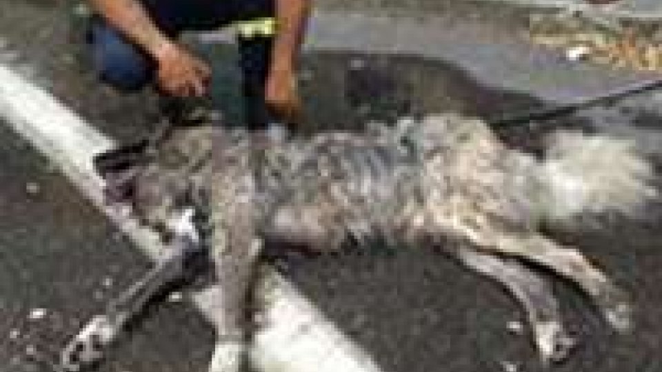 Il maltrattamento del Pastore del Caucaso si è risolto con la morte del cane!