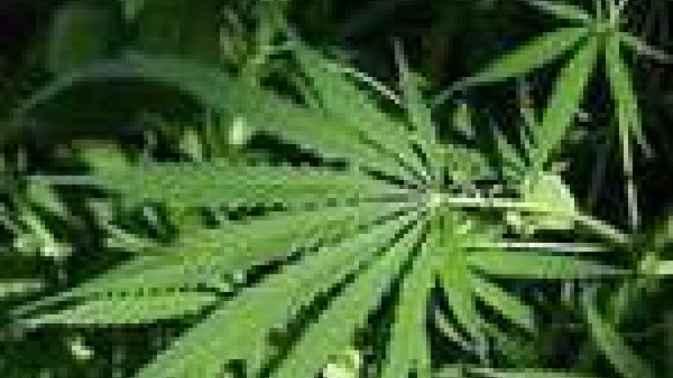 Sant'Angelo in Vado: coltivava marijuana, arrestato perito chimico