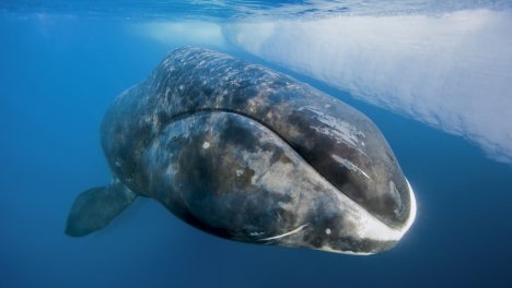 Balena della groenlandia - 211 anni