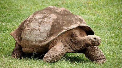 Tartaruga delle Galàpagos - 177 anni