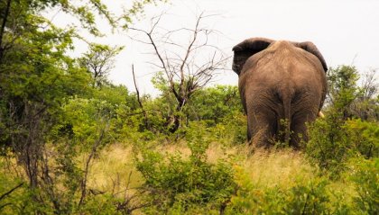 La strana storia degli elefanti ubriachi