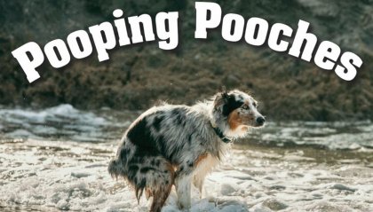 Il 2021scandito dai cani si chiama: Pooping Pooches