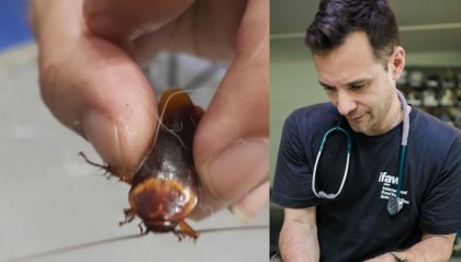 Trova scarafaggio ferito per strada e lo porta dal veterinario