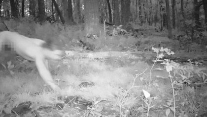 Telecamera nascosta nella foresta, cattura l'uomo tigre nudo