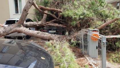 Rimini: il maltempo sradica un pino, colpita l'auto di un turista [fotogallery]