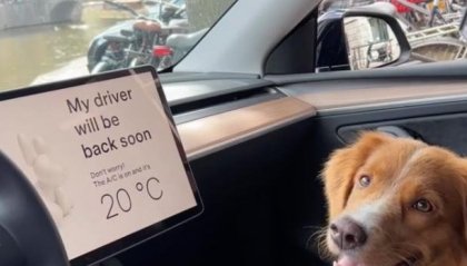 E' nato un sistema di sicurezza per i cani lasciati in macchina al caldo
