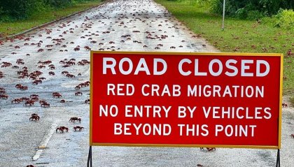 La migrazione dei granchi rossi di Christmas Island