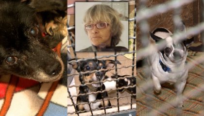 Tragedia a Montecopiolo: animali accolti anche a San Marino, da Apas appello all'adozione