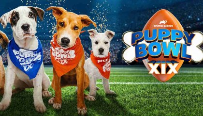 Puppy Bowl: il super Bowl dei trovatelli.