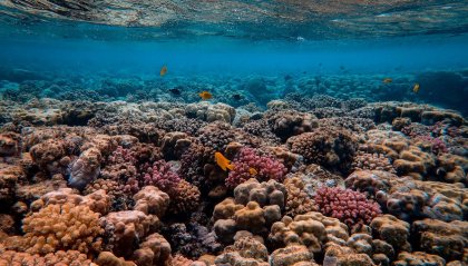 Protezione barriera corallina