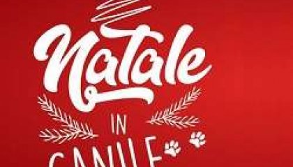 Natale in Canile